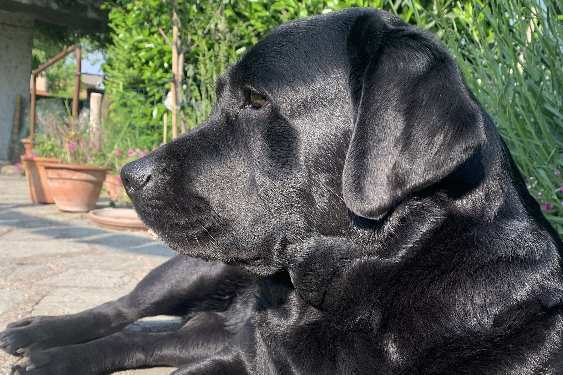Luna il labrador di Alessandro