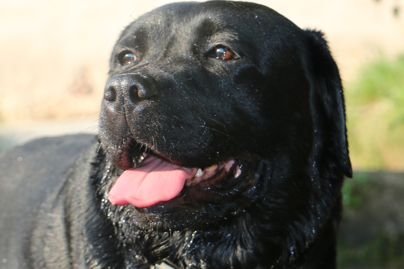 Luna, labrador terapeuta